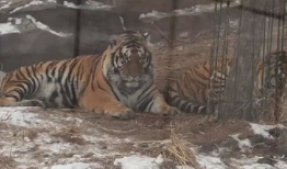 老虎的视频,揭秘野生老虎的神秘生活