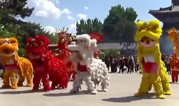 舞狮子表演视频,传承与创新交织的民俗文化展示